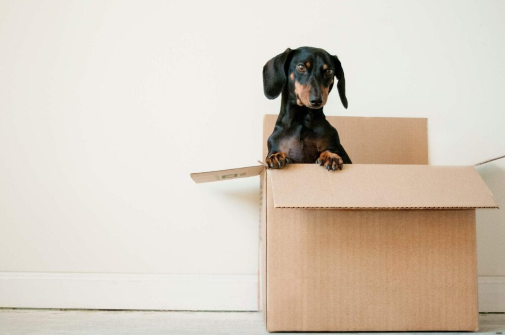 Label boxes - 10 things to remember when moving home - Daschund dog in box